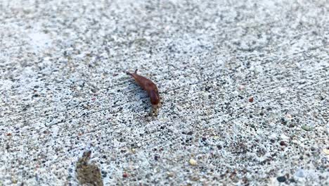 Un-Pequeño-Caracol-Se-Arrastra-Por-Un-Camino-De-Hormigón