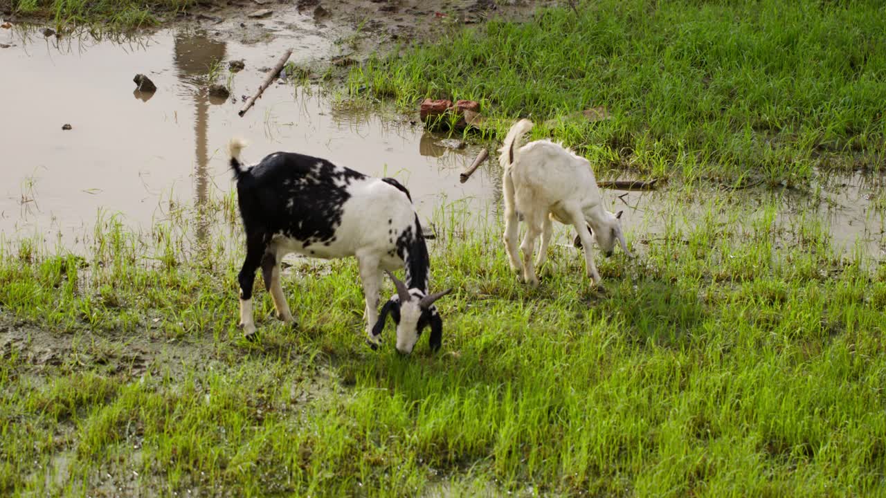 두 마리의 인디언 염소가 물 웅이와 진이 있는 습지에서 풀을 잡아먹는 드헬드 미드 와이드