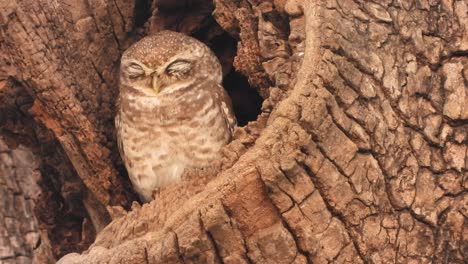 Búho-dormido-árbol-ojos-pequeño.