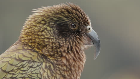 Kea-Bird,-The-Alpine-Parrot-Species-In-Fiordland-National-Park,-New-Zealand