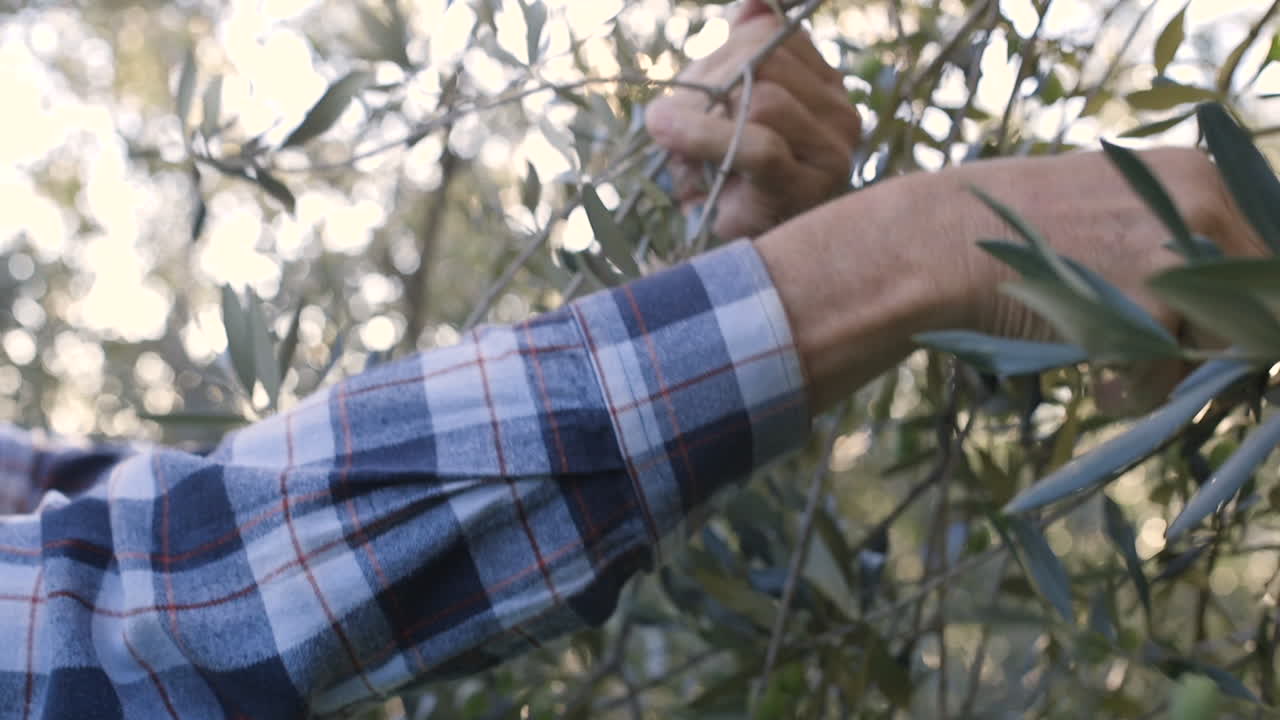 Hands picking olives from a tree