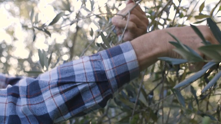 Hands picking olives from a tree