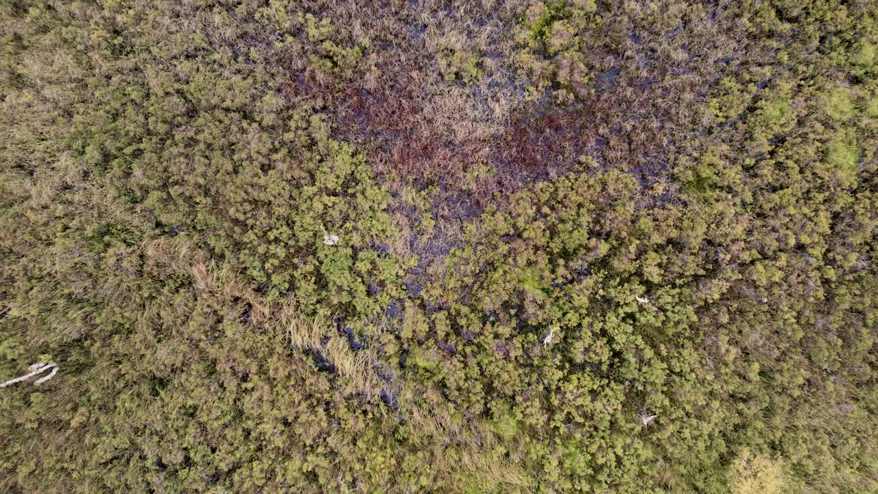 Aerial drone footage above a diverse habitat of peat bog and sphagnum moss, wetland plants, native forest trees, woodland and moorland at Loch Kinord, Muir of Dinnet National Nature Reserve Scotland
