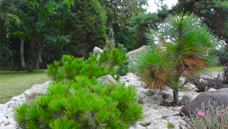 close up footage of a stone garden or garden bed during summertime in saaremaa estonia