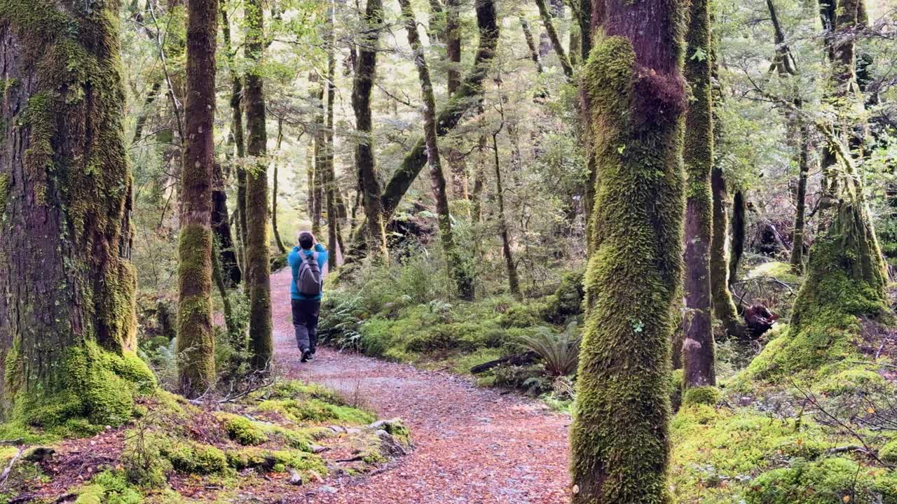 A person hikes through a vibrant, moss-covered forest trail, capturing the serene beauty of New Zealand's wilderness