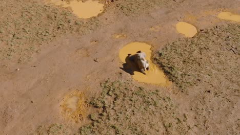 Bear-taking-a-refereshing-bath-in-a-mud-pool-during-a-hot-sunny-day