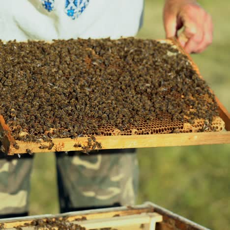 the beekeeper examines bees in honeycombs. hands of the beekeeper. the bee is close-up.