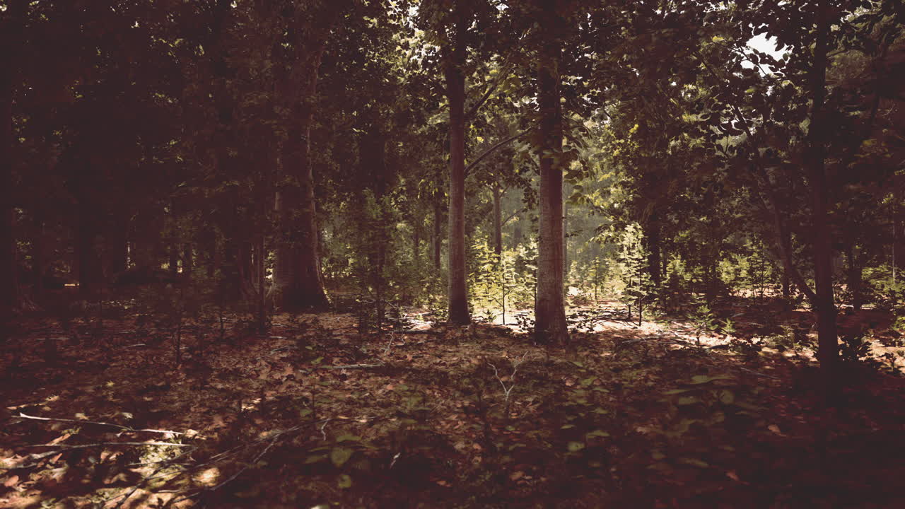 Early morning with sunrise in forest