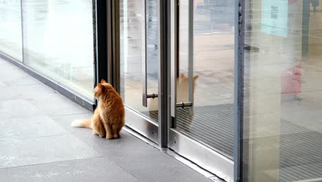 ginger cat sitting outside store doors on a rainy day