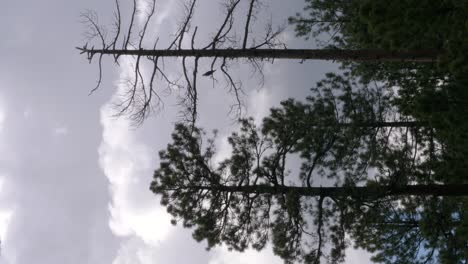 An-osprey-sits-in-a-dead-tree-as-cumulonimbus-clouds-pass-behind-with-strong-winds