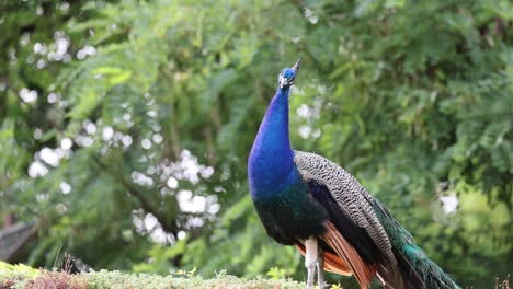 majestic peacock with blue body and colorful feathers resting in nature in front of green trees, static close up