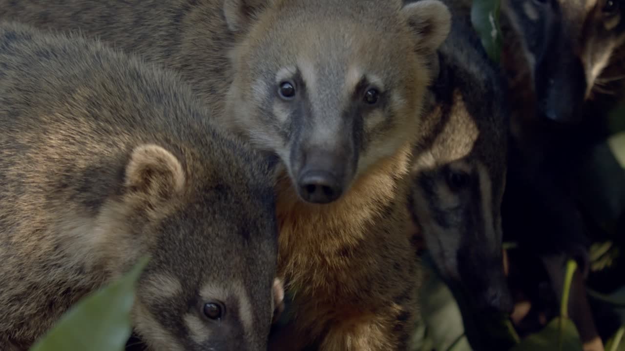 Primo piano di un coati sugli alberi di giorno nella foresta pluviale amazzonica.