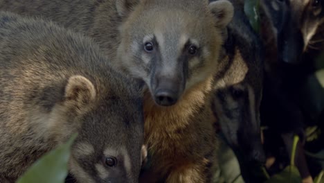 Close-up-of-coati-in-the-trees-in-daytime-in-the-Amazon-rainforest