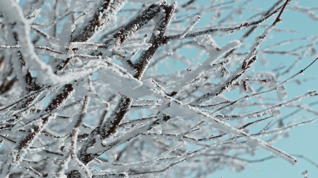 Snow-covered branches against a clear sky, creating a serene winter landscape