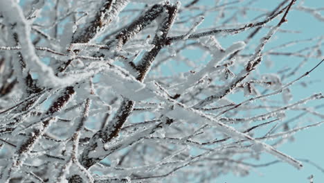 snow-covered branches against a clear sky, creating a serene winter landscape