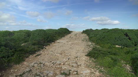 empty rocky path leading through small green bushes on gozo island in winter