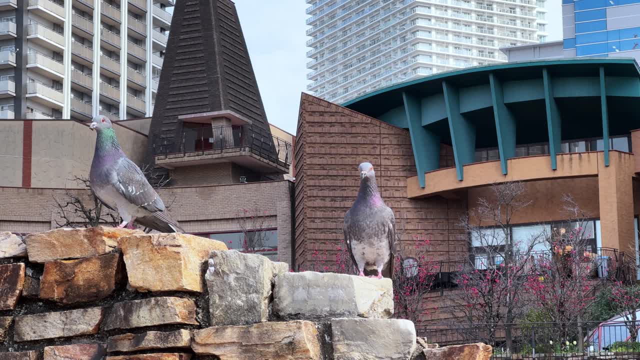 Pigeons perched on a stone wall with buildings in the background, Tokyo, Japan