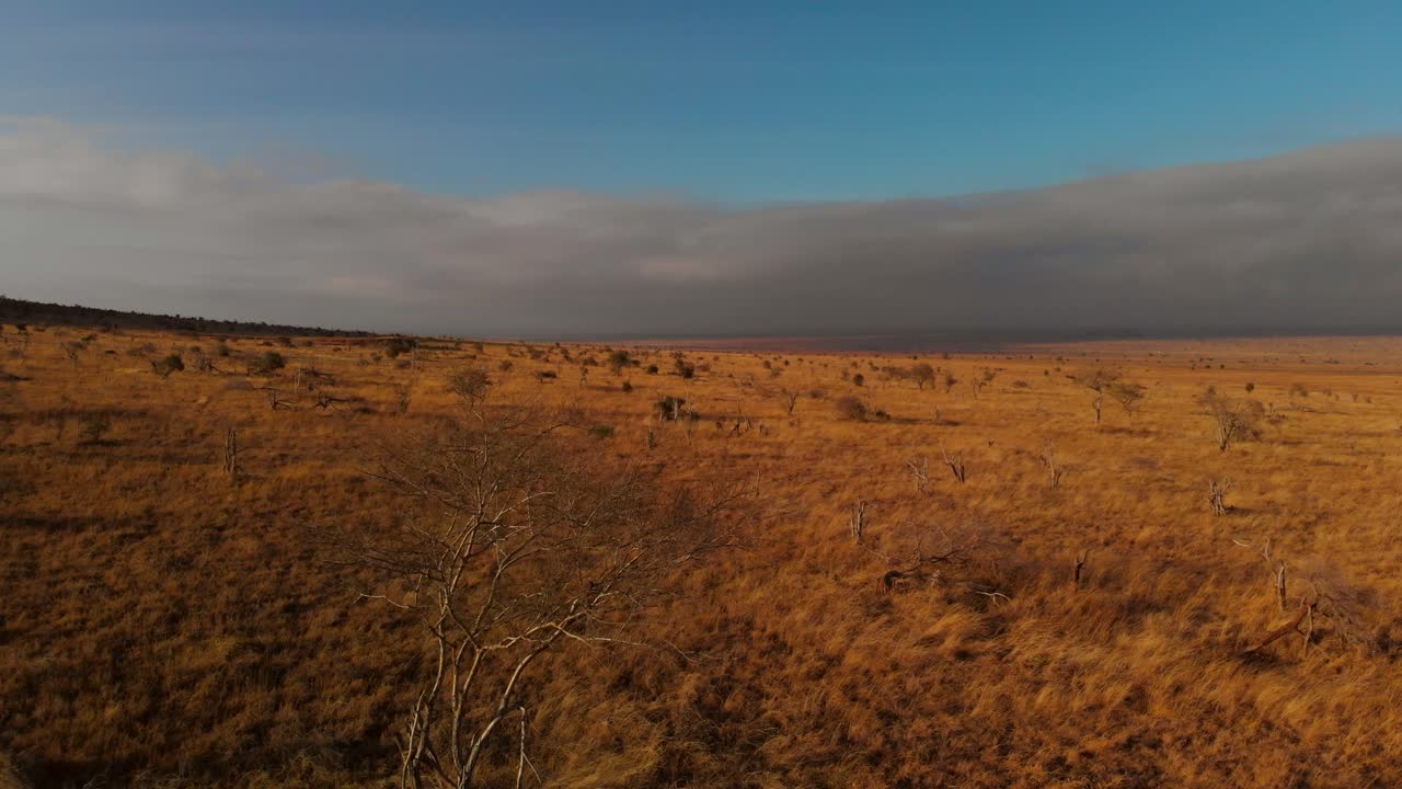 작은 얼룩말 무리가 있는 넓은 평야, 케냐 차보 서쪽