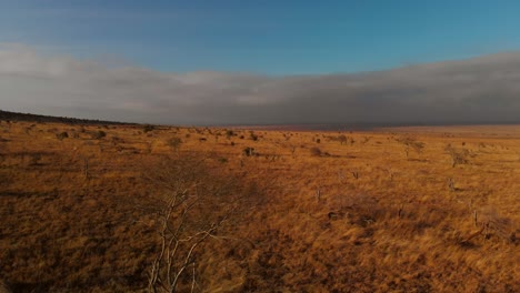 a large plain with a small herd of zebras, at tsavo west, kenya