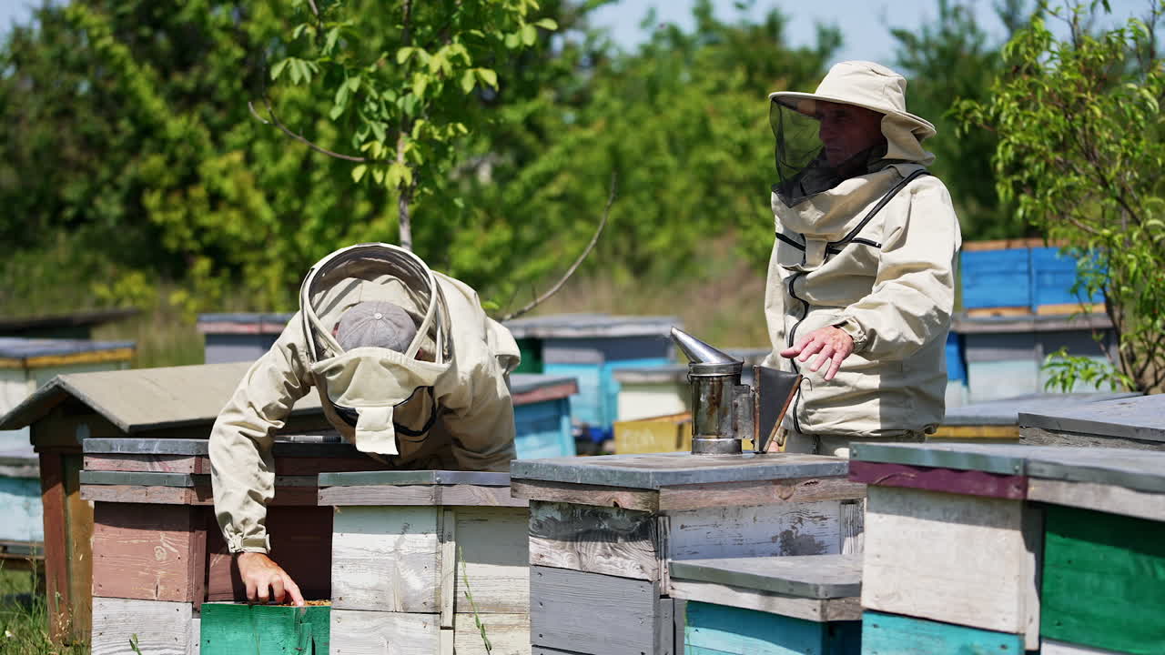 Beekeepers in special suits and protective hats working in the apiary. Adult apiculturist using smoker for bees. Nature backdrop.