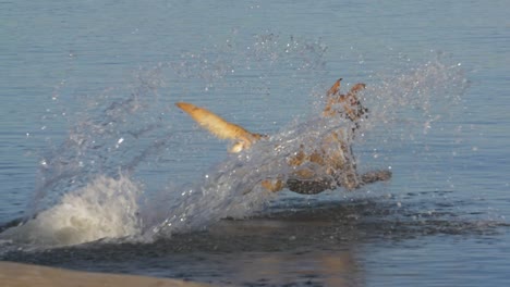 Close-up-of-Golden-Retriever-running-in-slow-motion-chasing-ball-in-the-water