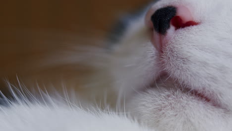 macro detail cat mouth, whiskers, nose and face