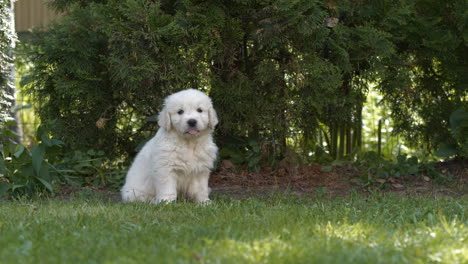 cute golden retriever puppy resting in the shade with tongue out , static