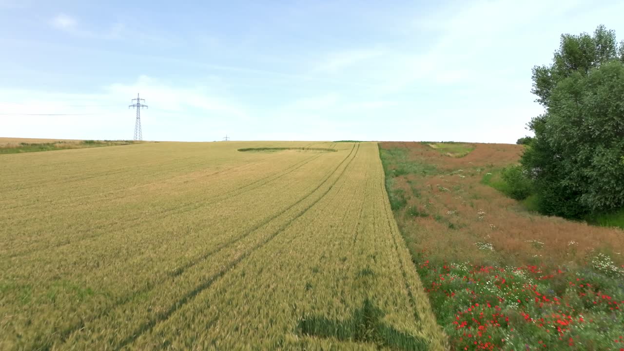 campo de trigo con círculo de cultivo en el campo - disparo de avión no tripulado