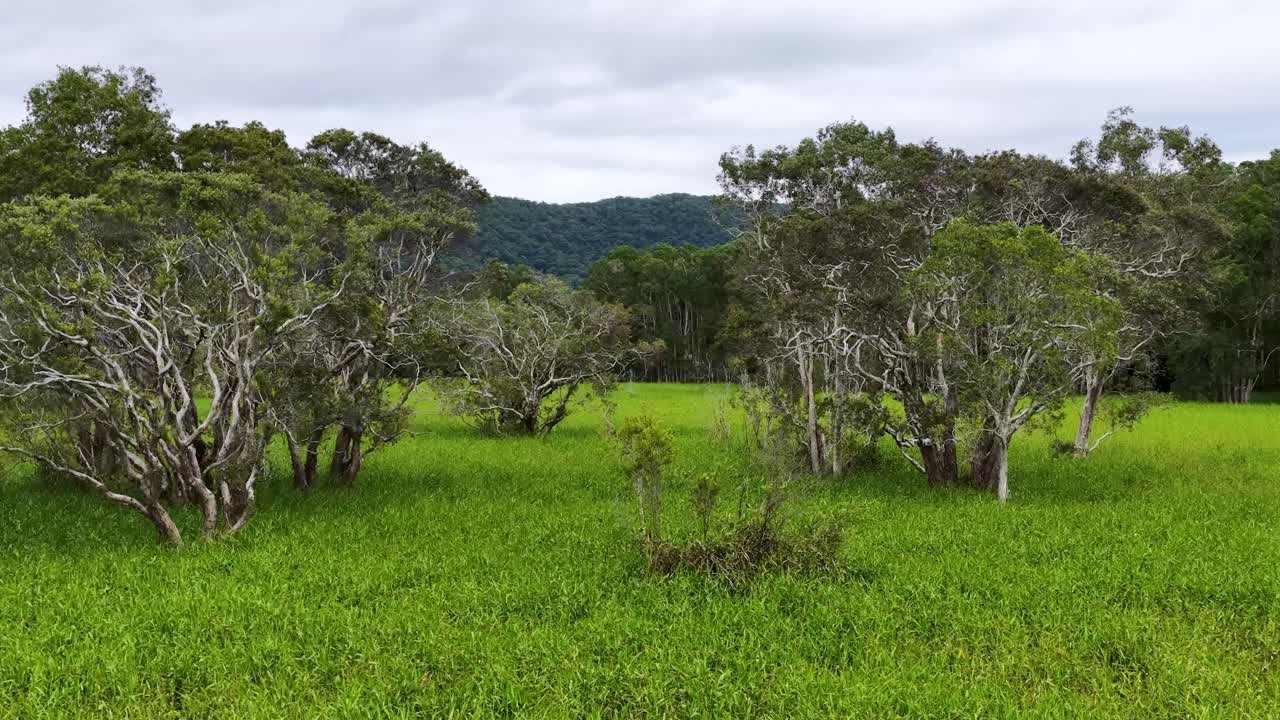 Drone footage captures vibrant green eucalyptus trees and grasses in the Daintree Rainforest, Queensland, Australia, under soft natural lighting