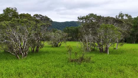drone footage captures vibrant green eucalyptus trees and grasses in the daintree rainforest, queensland, australia, under soft natural lighting