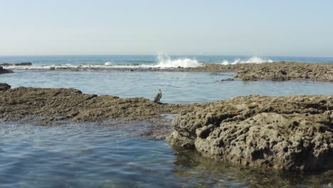 Agua-Salada-Pato-Disfrutando-Un-Rato