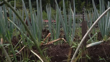 low-angle-close-up-shot-of-a-farmer's-land-filled-with-green-onions