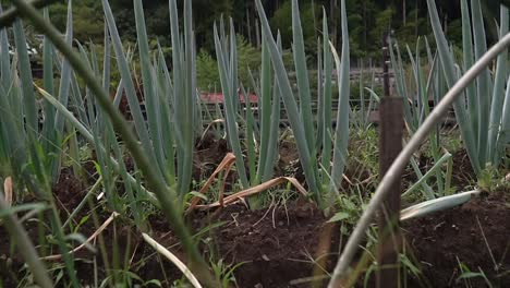 low angle close up shot of a farmer's land filled with green onions