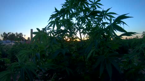 hemp plant shakes and dances in the breeze