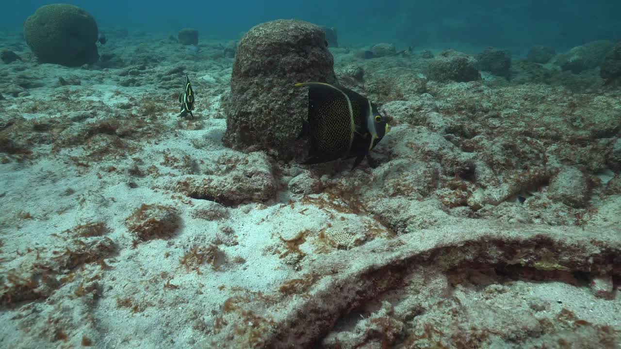 An adult and a juvenile French angelfish swim and feed on the sandy ocean floor, picking at dead coral while showcasing their elegant movements.