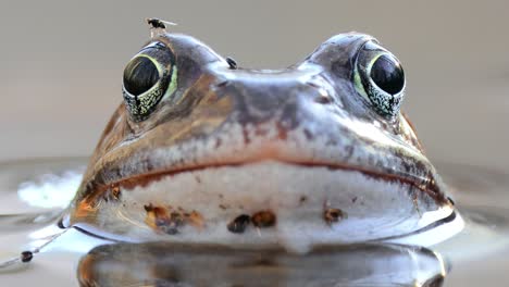 Brown-frog-(Rana-temporaria)-close-up-in-a-pond.