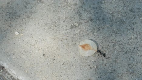 a clip of an ant carrying a seed on a sidewalk