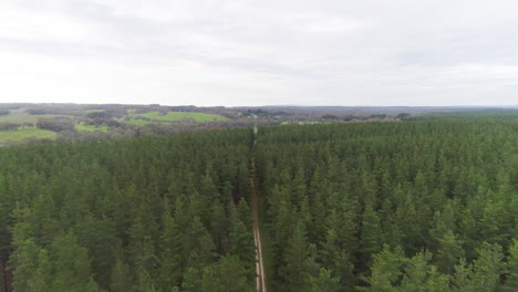 flying up above tall green pine trees in a forrest in adelaide, south australia