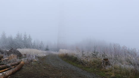 fog in the middle of the forest with a view of the forest path and fine snow in the background