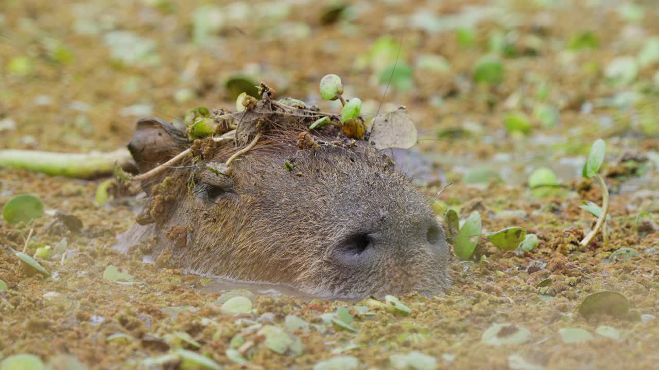 Capybara relaxing with head out of water in pond with vegetation and flies, Iber&aacute; Wetlands, Argentina