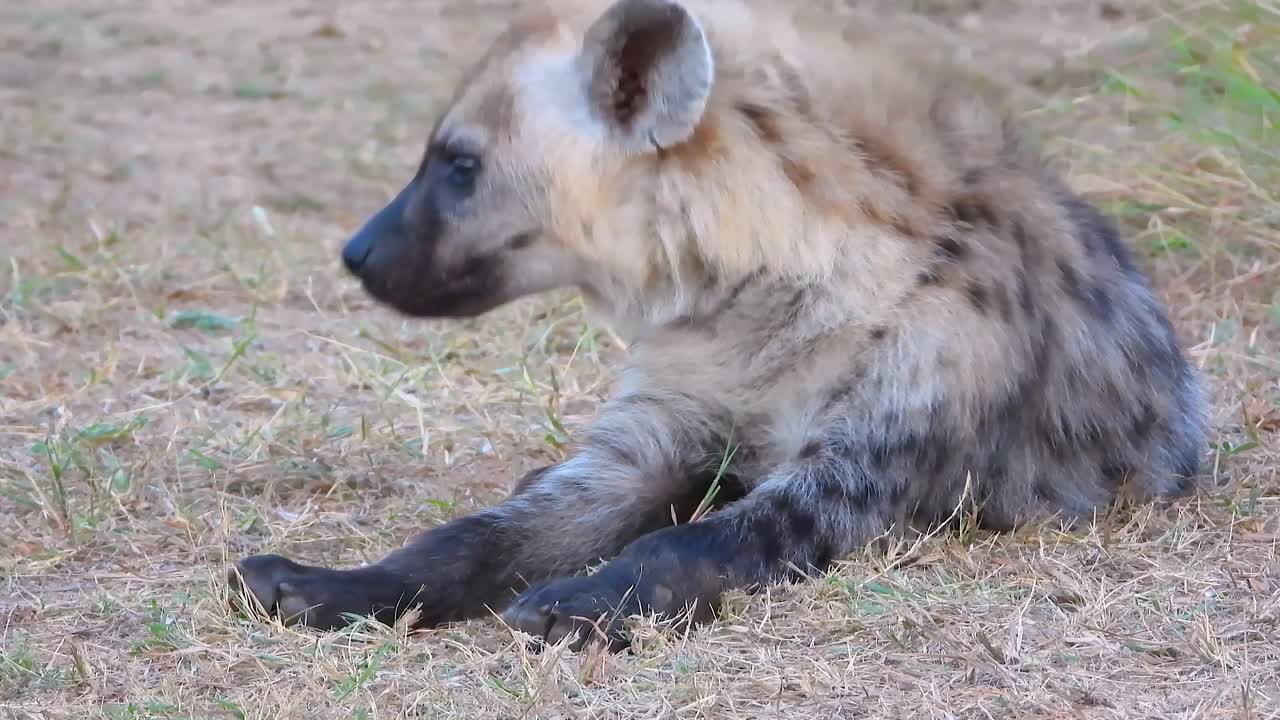 Hyena laying down resting in grass face reveal, Kruger National Park, South Africa