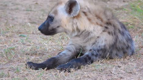 hyena laying down resting in grass face reveal, kruger national park, south africa