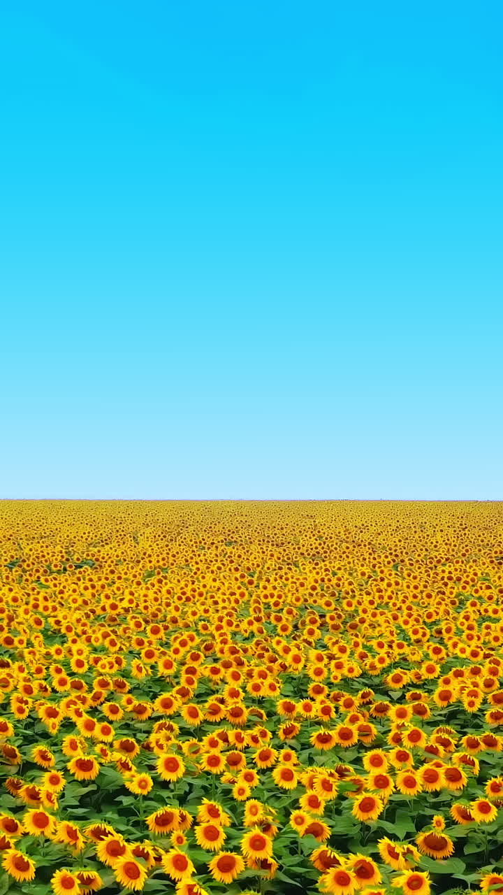 Organic yellow sunflowers are growing on the big plantation in summer evening. A lot of plants on the field in the morning. Motion left. Aerial view Vertical video