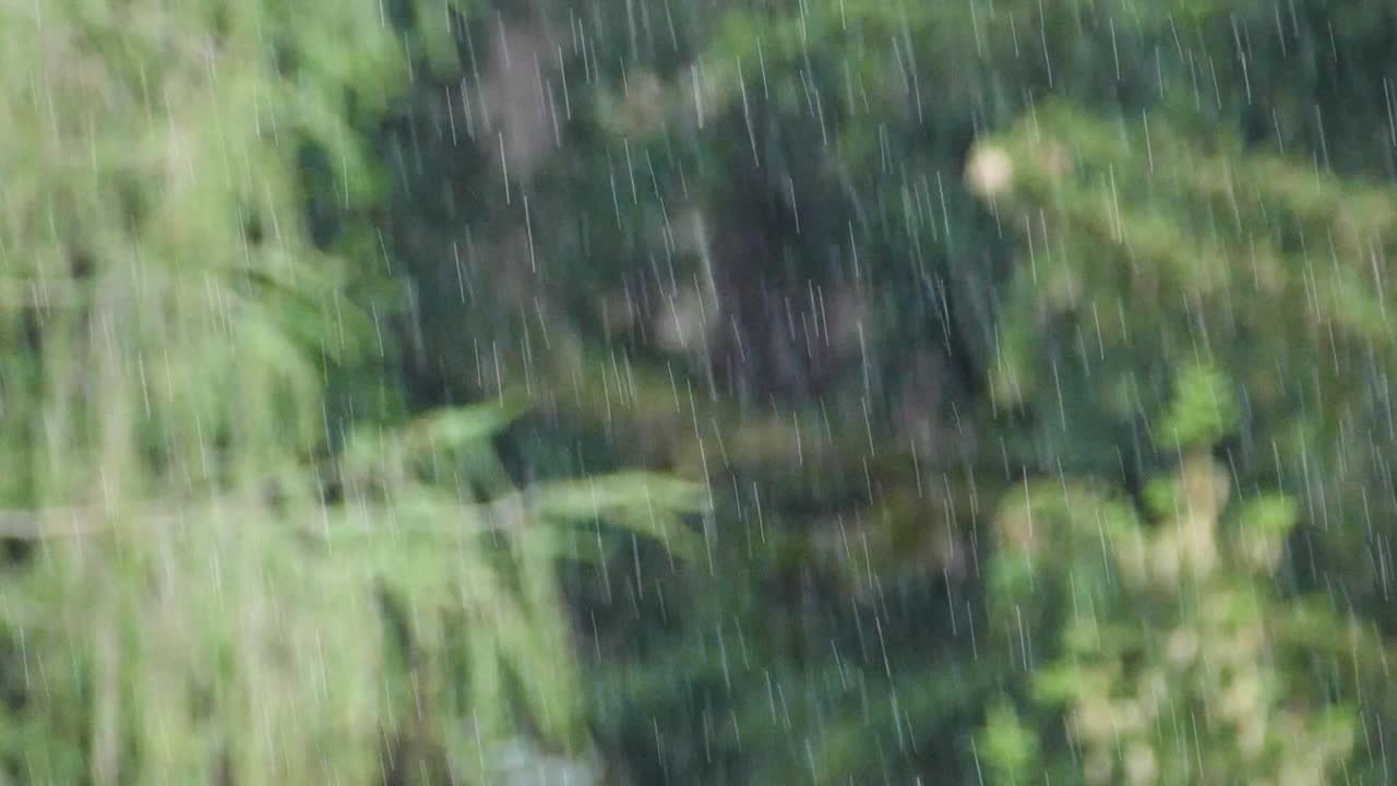 Macro rain shot in the woods in slowmotion in tyrol, italy.