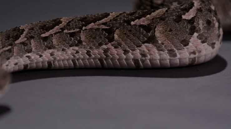 Puff Adder snake - close up on scales of stomach as snake moves along floor