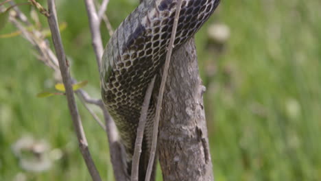 Tilt-down-along-black-rat-snake-in-a-tree-eating-a-mouse