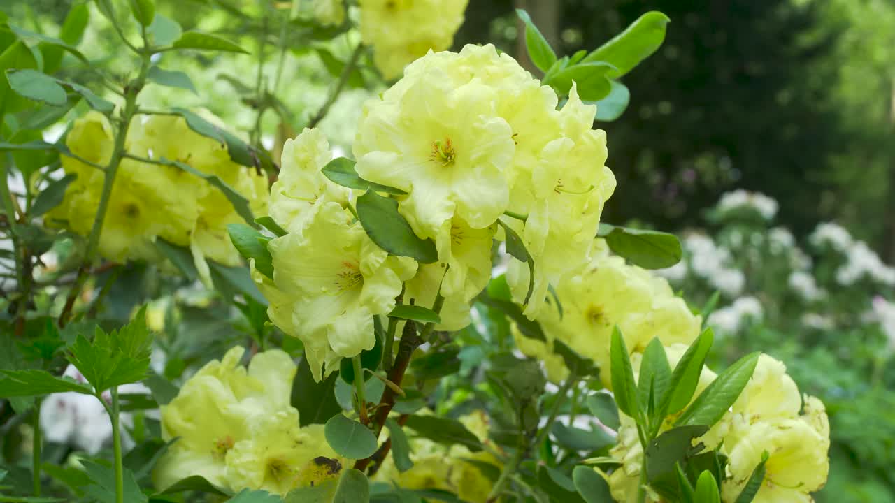 일본 정원에서 작은 노란색 꽃 근접 촬영