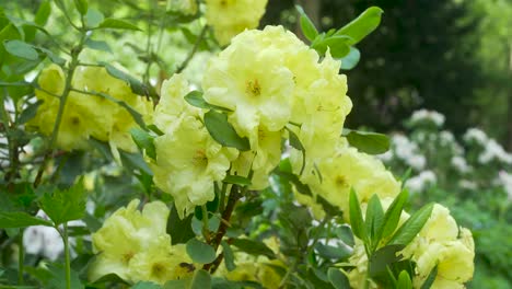 Primer-Plano-De-Una-Pequeña-Flor-Amarilla-Del-Jardín-Japonés