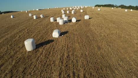 silage bales, also known as baleage in a field