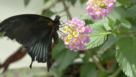 macro close up of black butterfly species collecting nectar of pink flower in sunlight